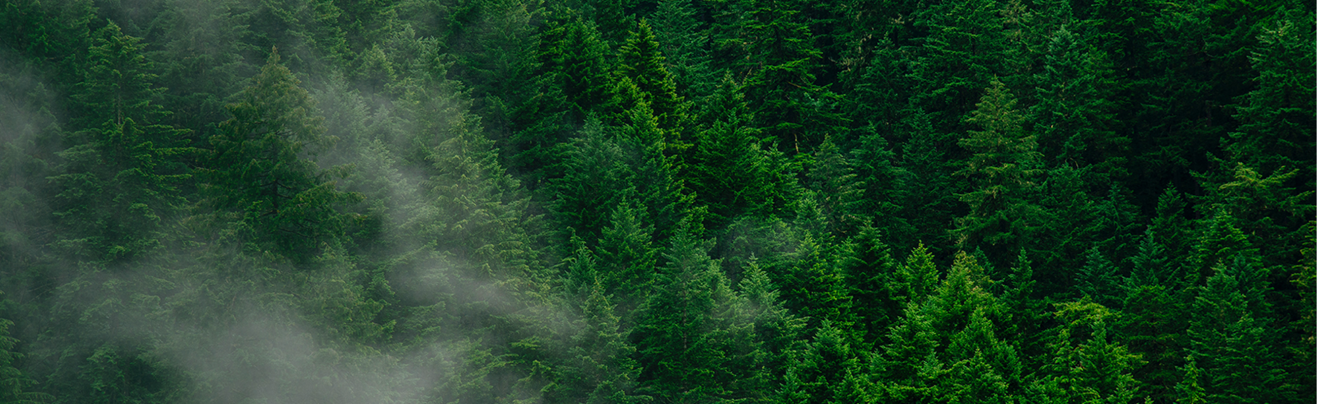 Pupil funds the planting of over 20,000 trees to support global sustainability